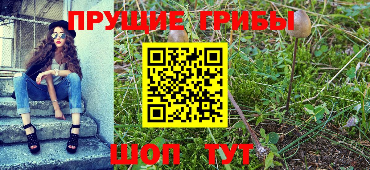 Галлюциногенные грибы GOLDEN TEACHER  цена   Ачхой-Мартан  Вход с VPN 